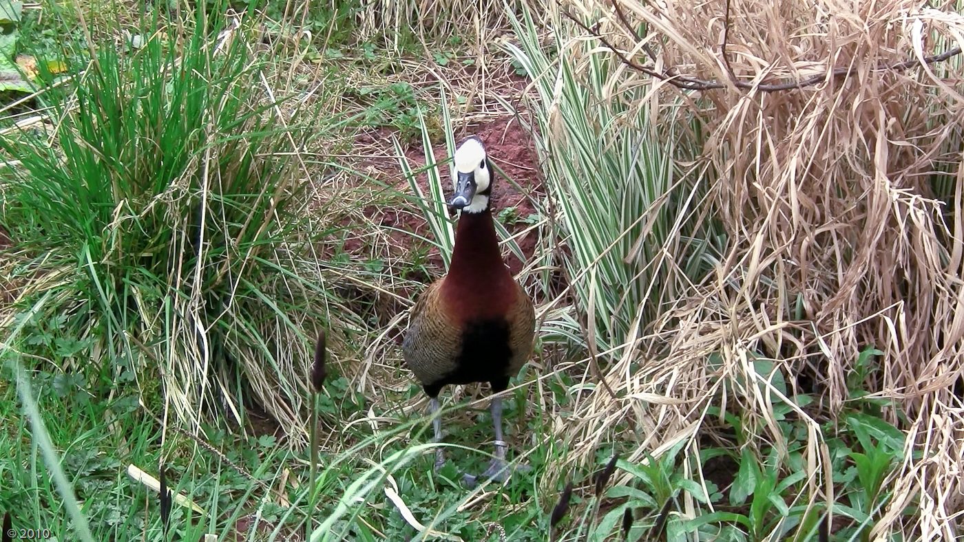 White-faced Whistling Duck - 13/04/2010