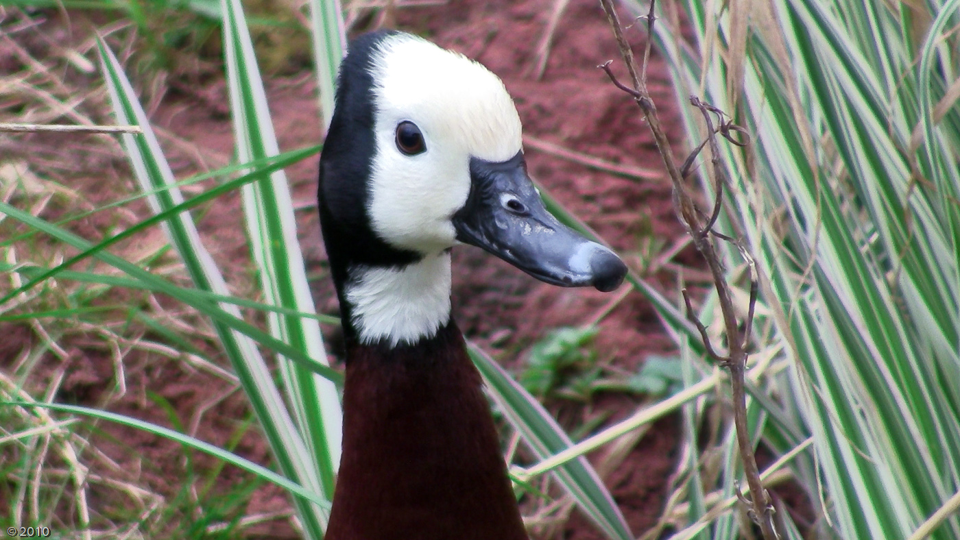 White-faced Whistling Duck - 13/04/2010