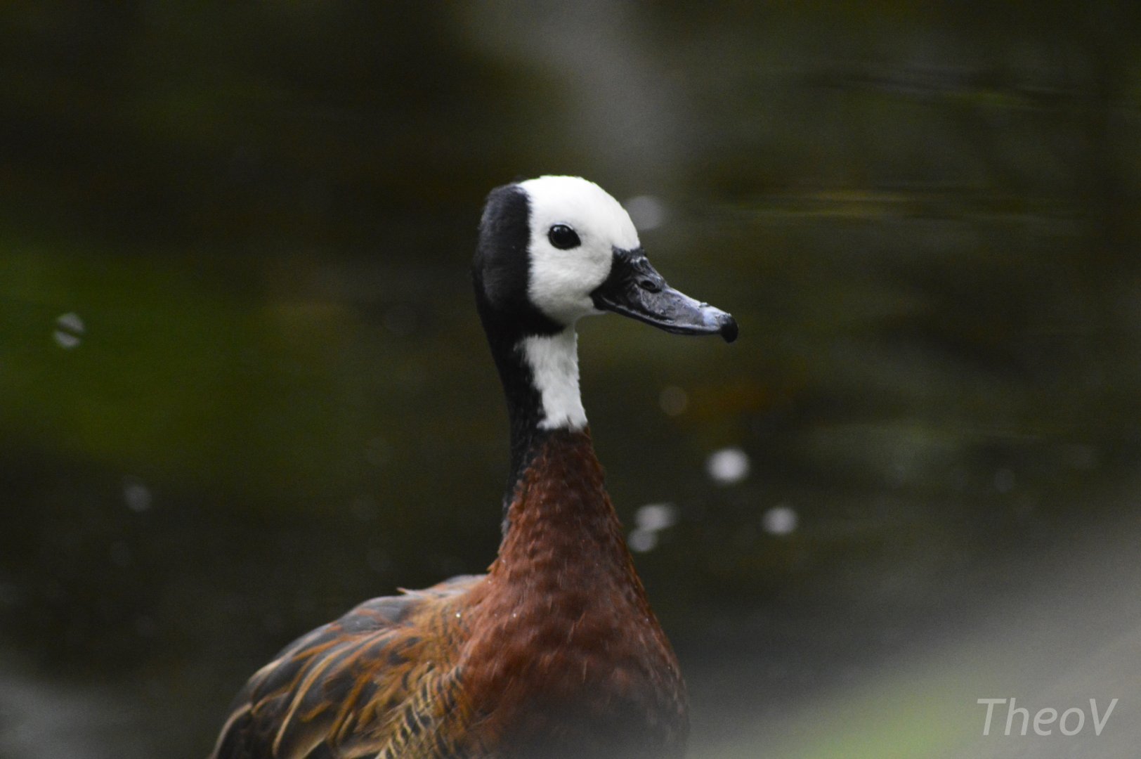 White-faced whistling duck [2018]