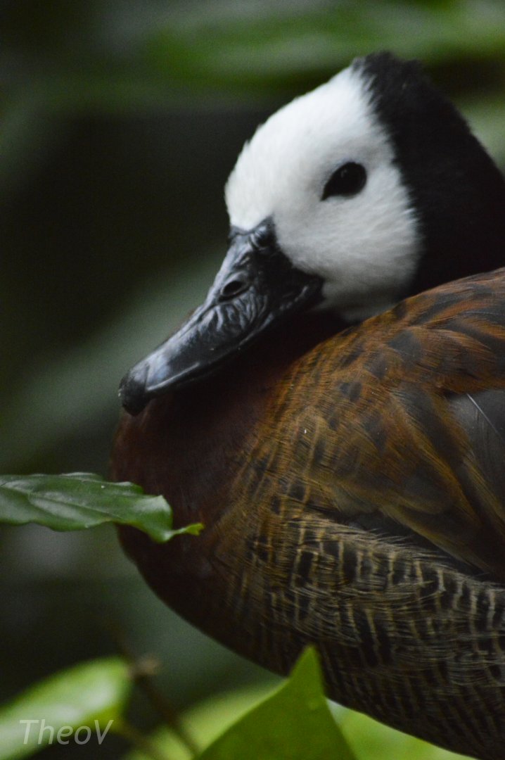 White-faced whistling duck [2018]