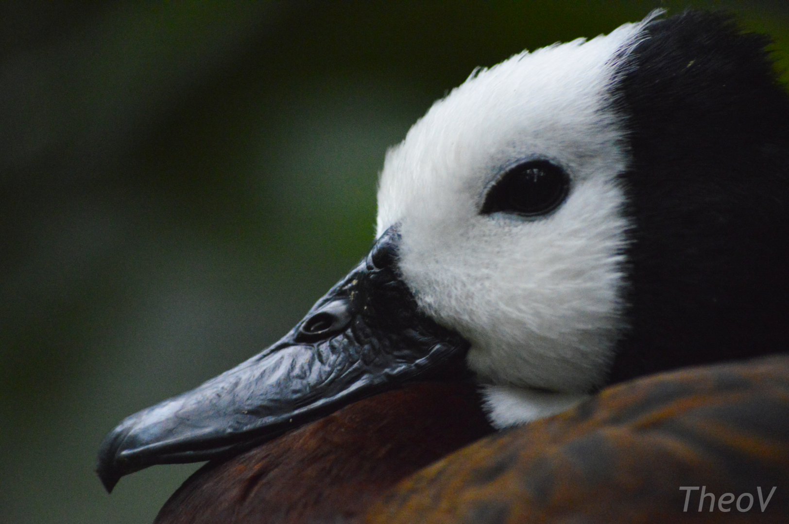 White-faced whistling duck [2018]