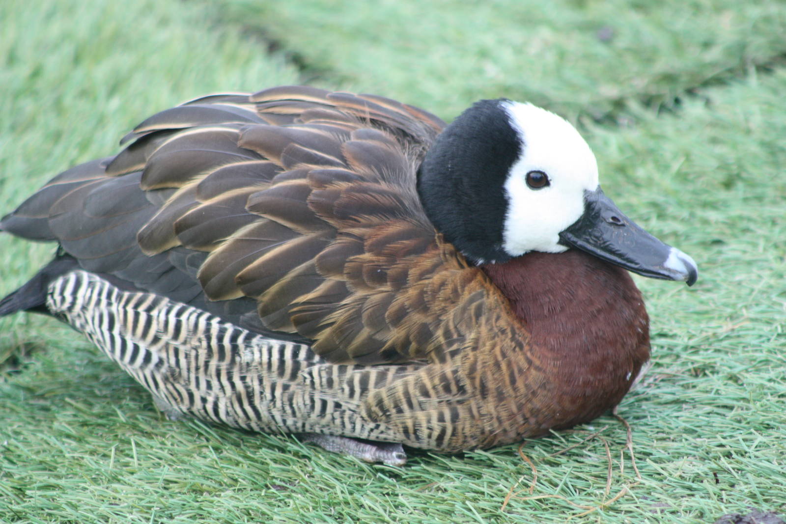 White-faced Whistling Duck, 27th December 2014
