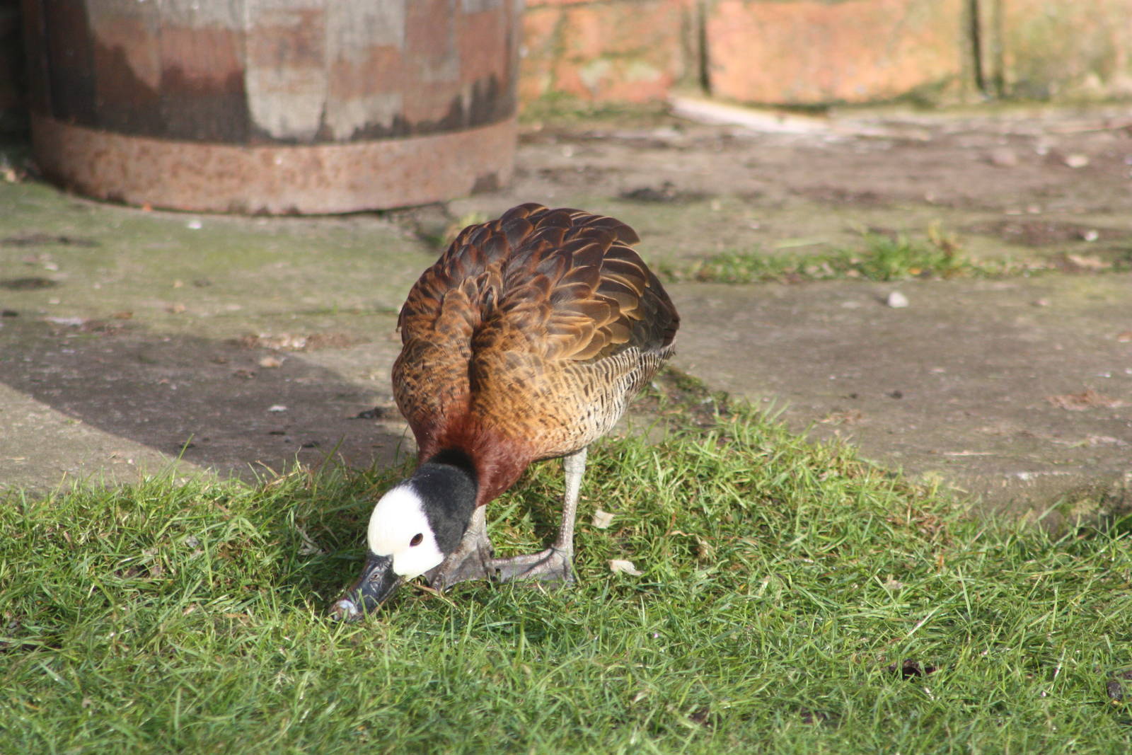 White-faced Whistling Duck, 30th December 2014