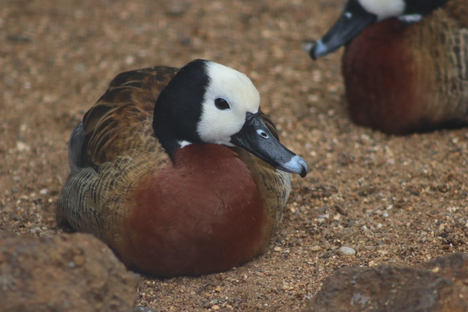 White-faced Whistling Duck - 7 September 2020
