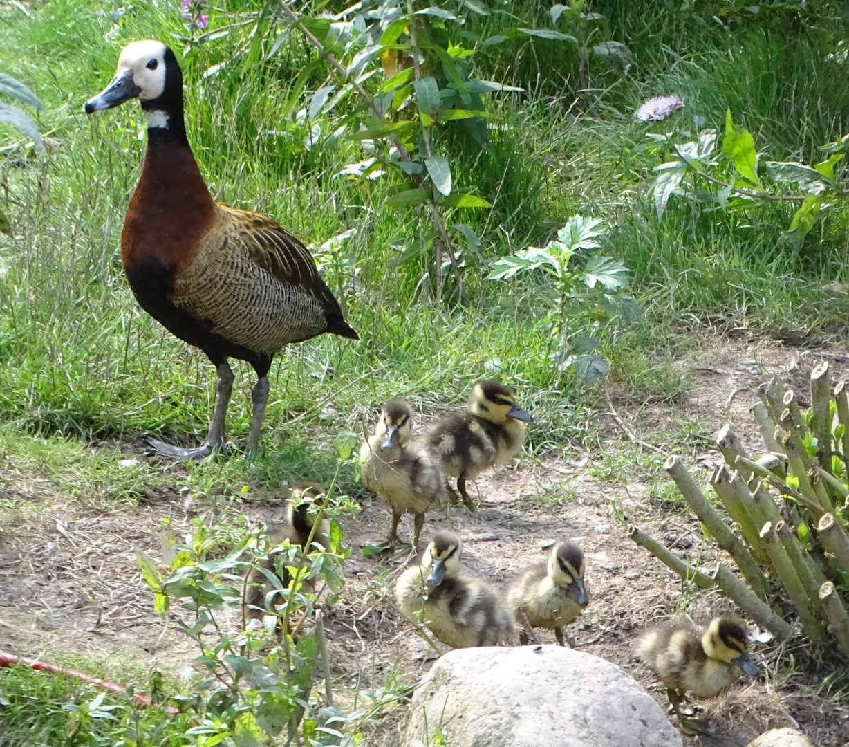 White-faced Whistling Duck and ducklings, 26th July 2025