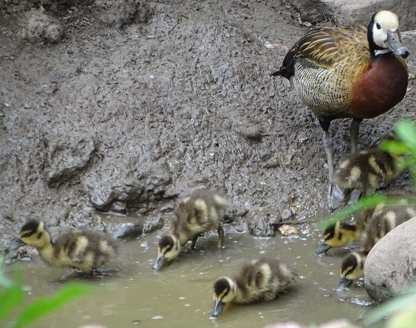 White-faced Whistling Duck and ducklings, 28th July 2025