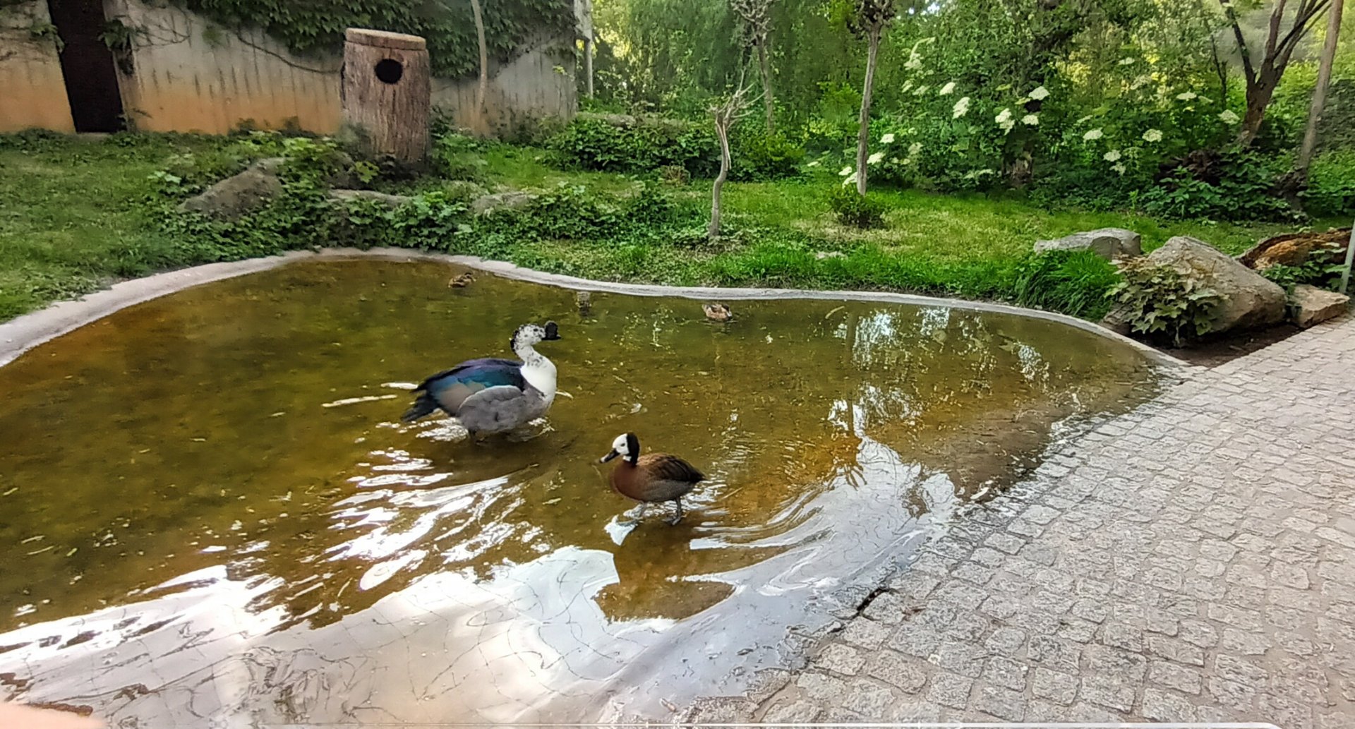 White faced whistling Duck and Knob billed Duck