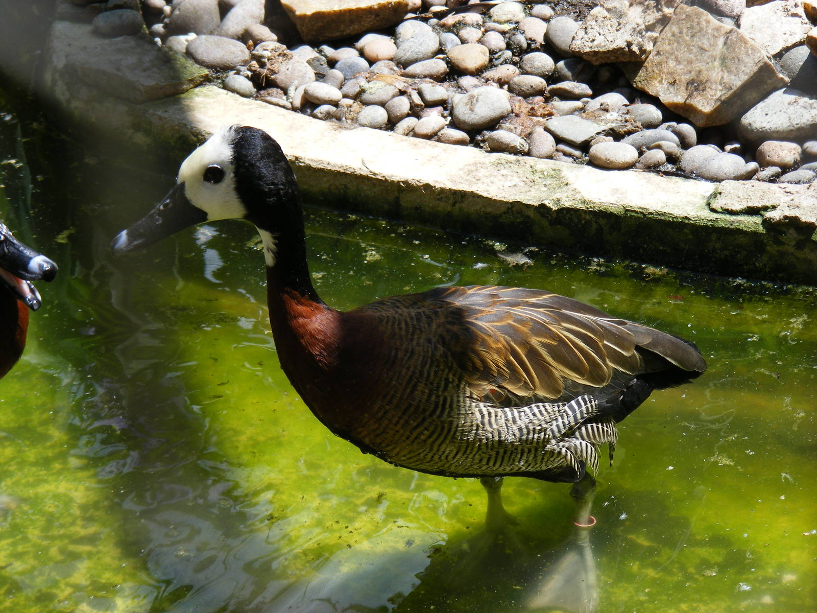 White-faced whistling duck at Birdworld, 20 June 2010