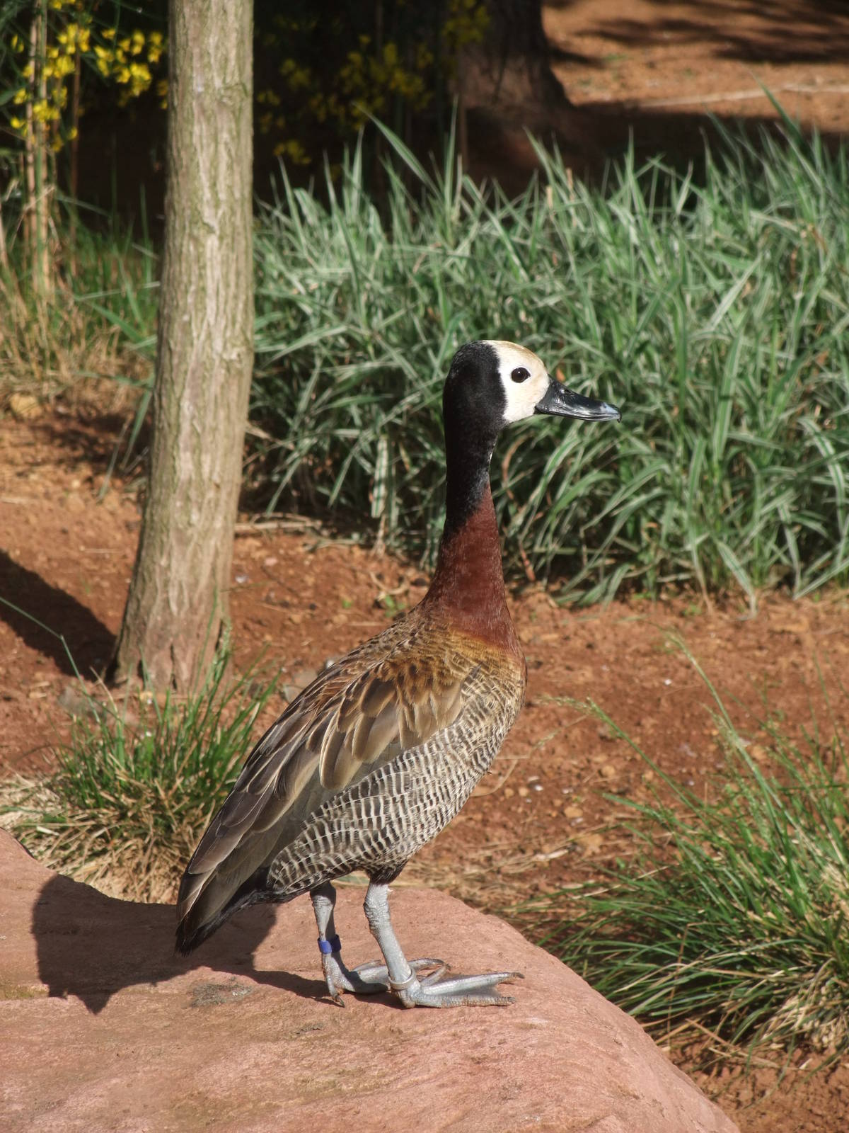White-faced Whistling Duck at Chester, 16/07/11