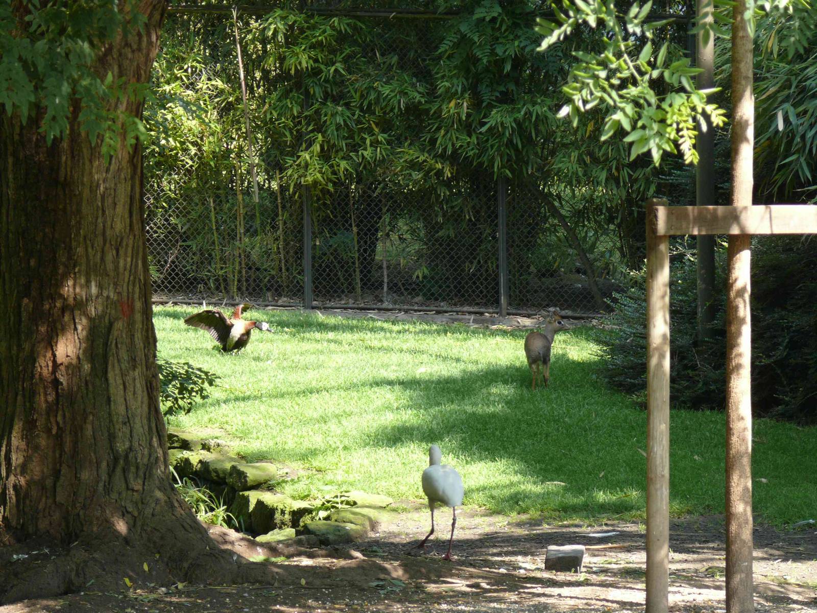 White-faced Whistling Duck attacking Kirks dikdik