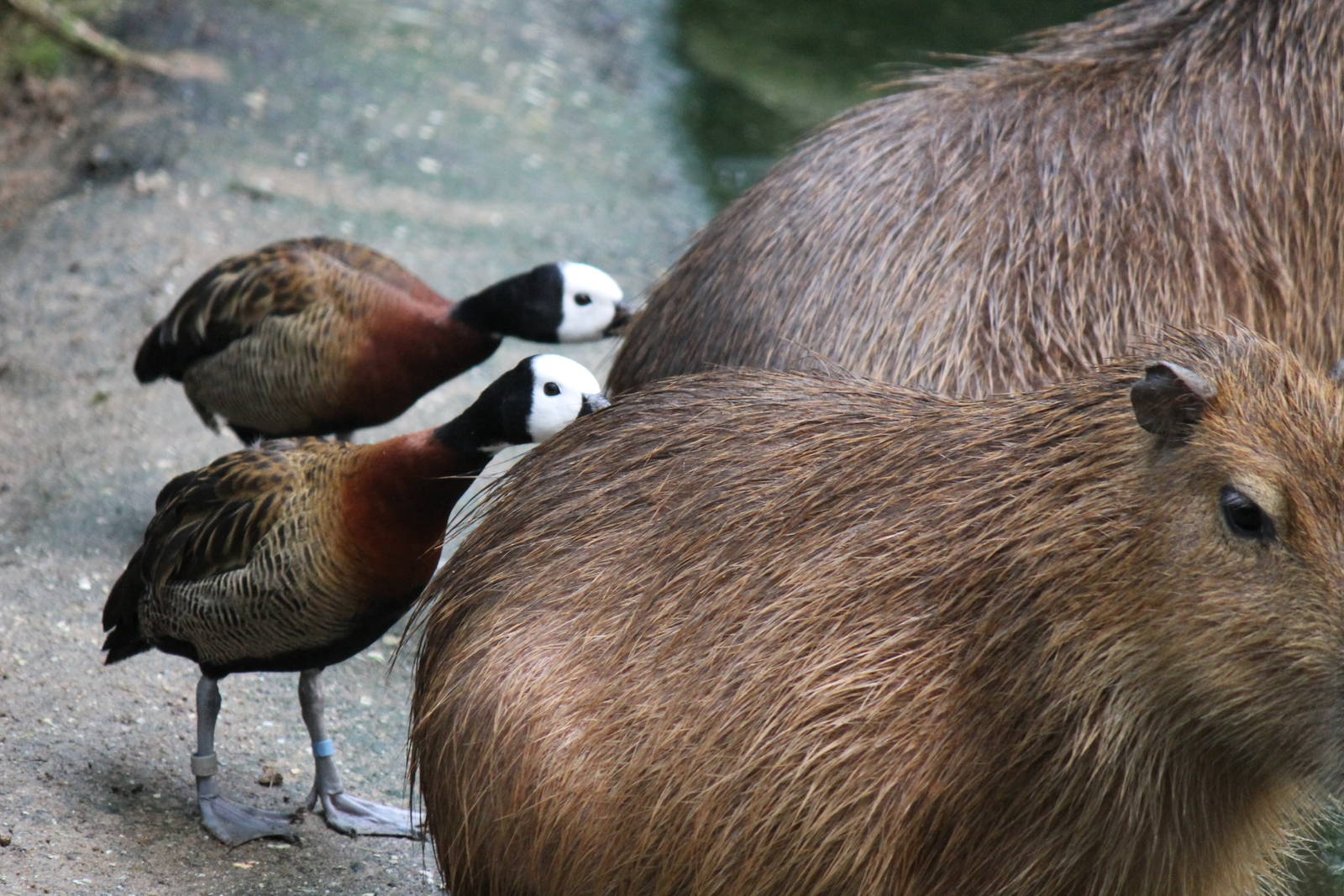 White-faced whistling duck & capybara, Burgers' Bush