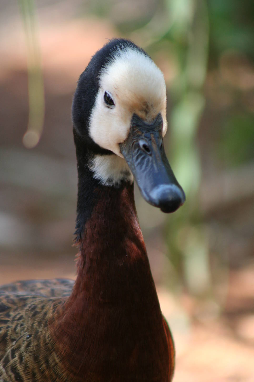 White-faced Whistling Duck @ Chester; 01.07.2011