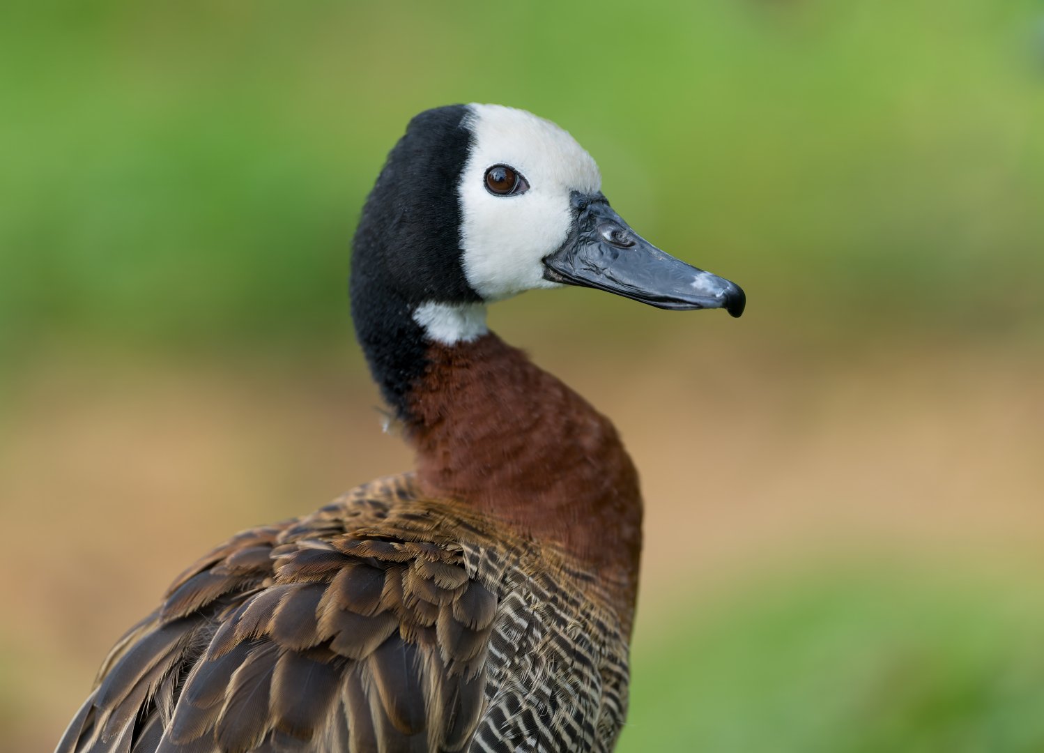 White faced whistling duck, CWP, UK