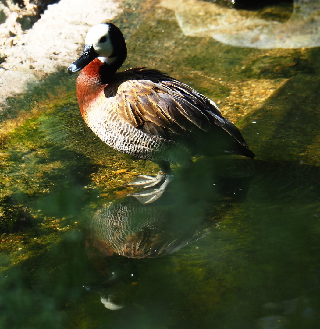 White-faced whistling duck (Dendrocygna viduata), 2019-05-31