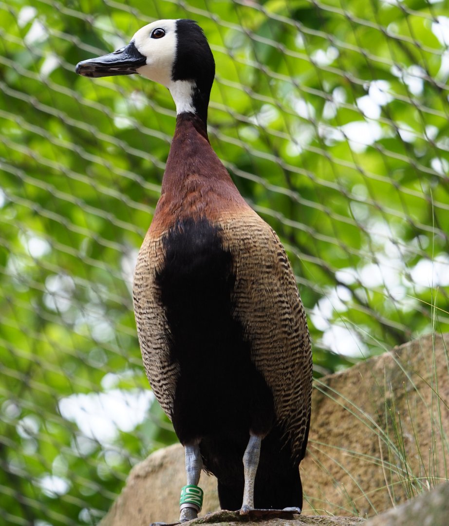 White-faced whistling duck (Dendrocygna viduata), 2020-05-24