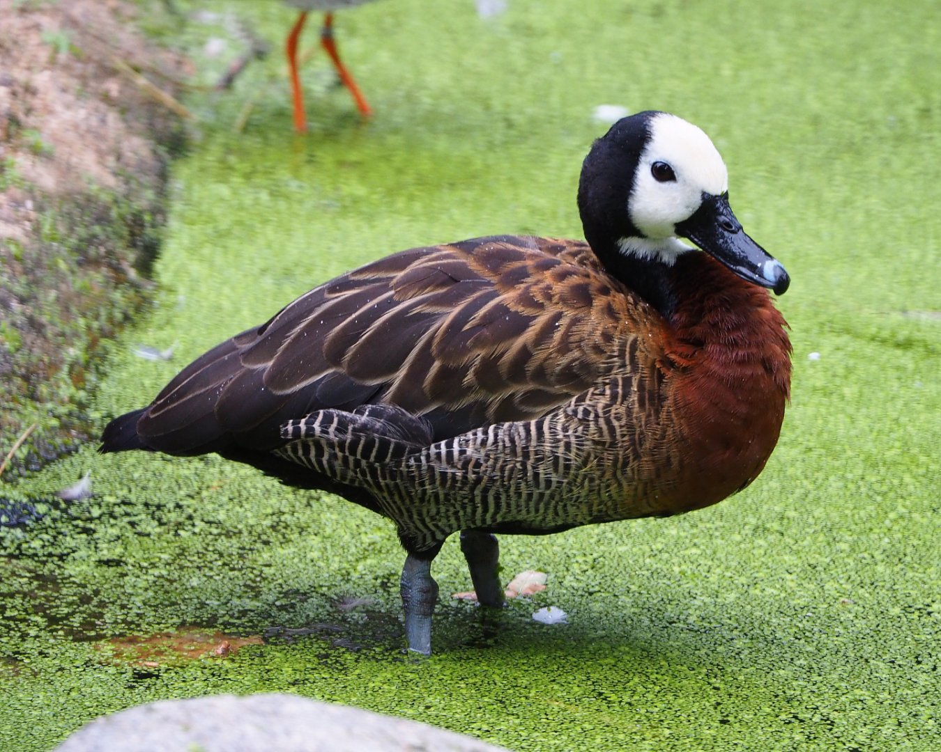 White-faced whistling-duck (Dendrocygna viduata), 2020-07-14
