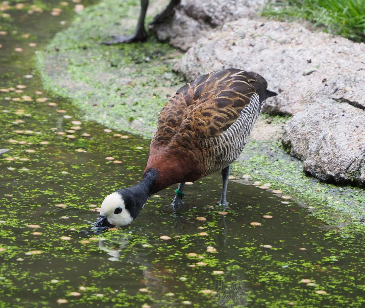 White-faced whistling duck (Dendrocygna viduata), 2021-07-03