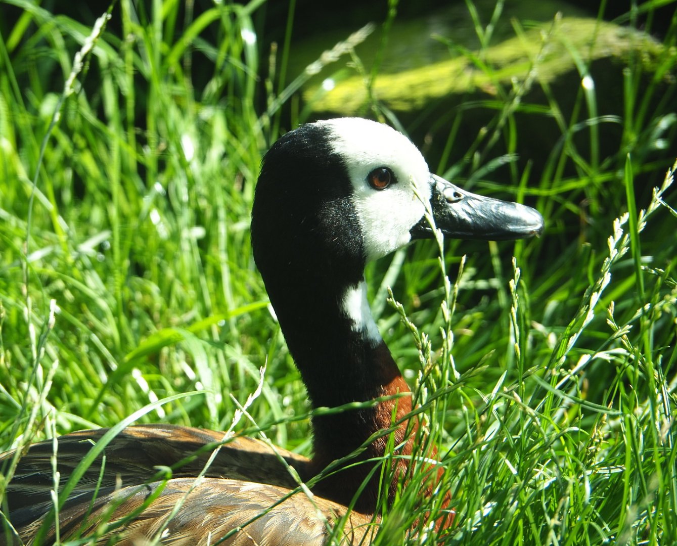 White-faced whistling duck (Dendrocygna viduata), 2021-07-17