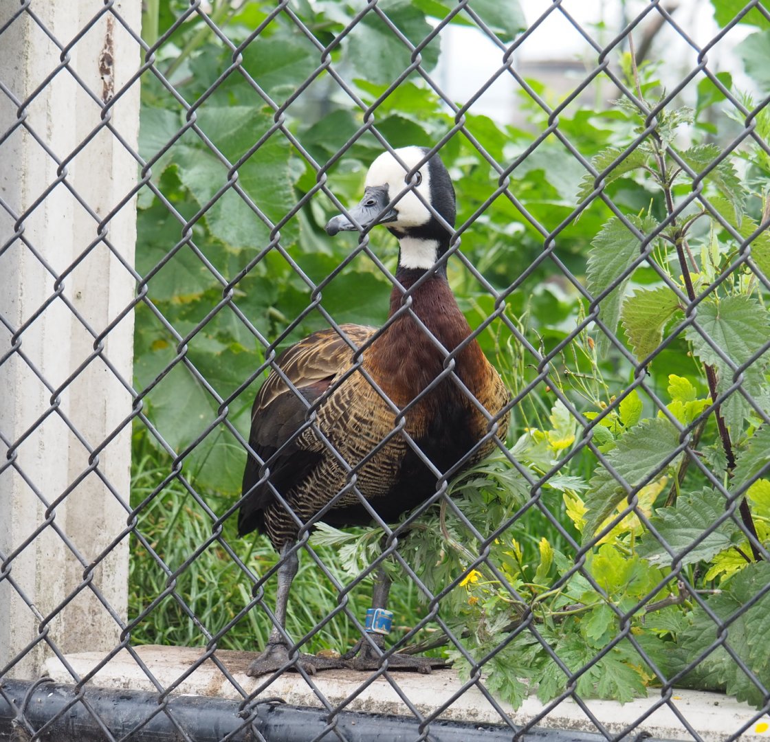 White-faced whistling duck (Dendrocygna viduata), 2022-05-17