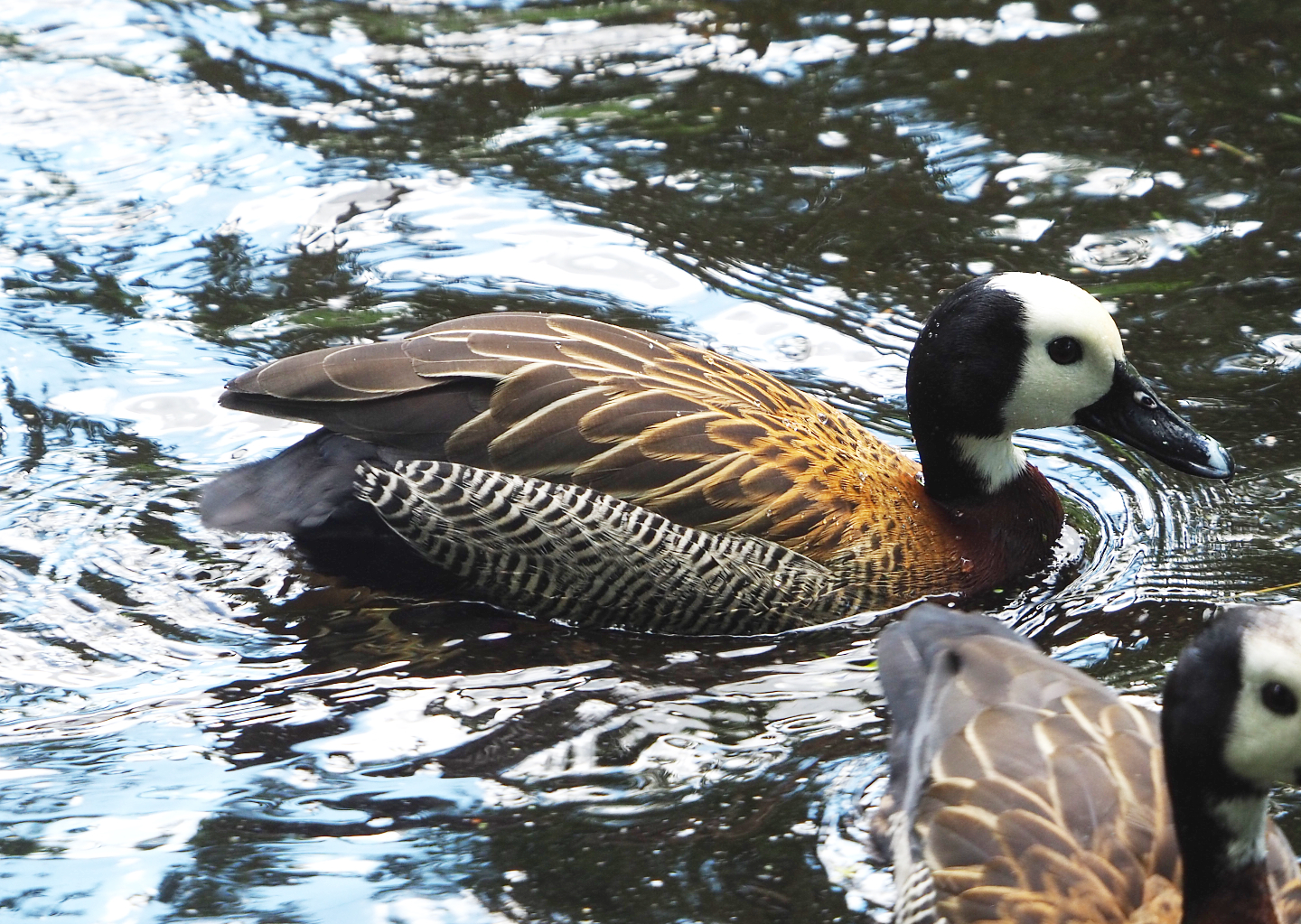 White-faced whistling duck (Dendrocygna viduata), 2022-05-28