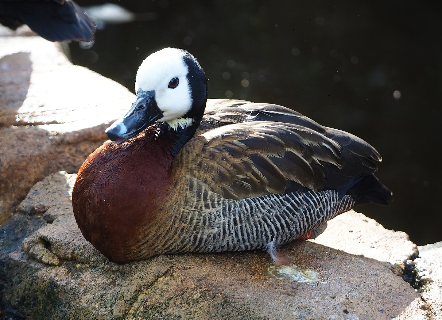 White-faced whistling duck (Dendrocygna viduata), 2022-10-29