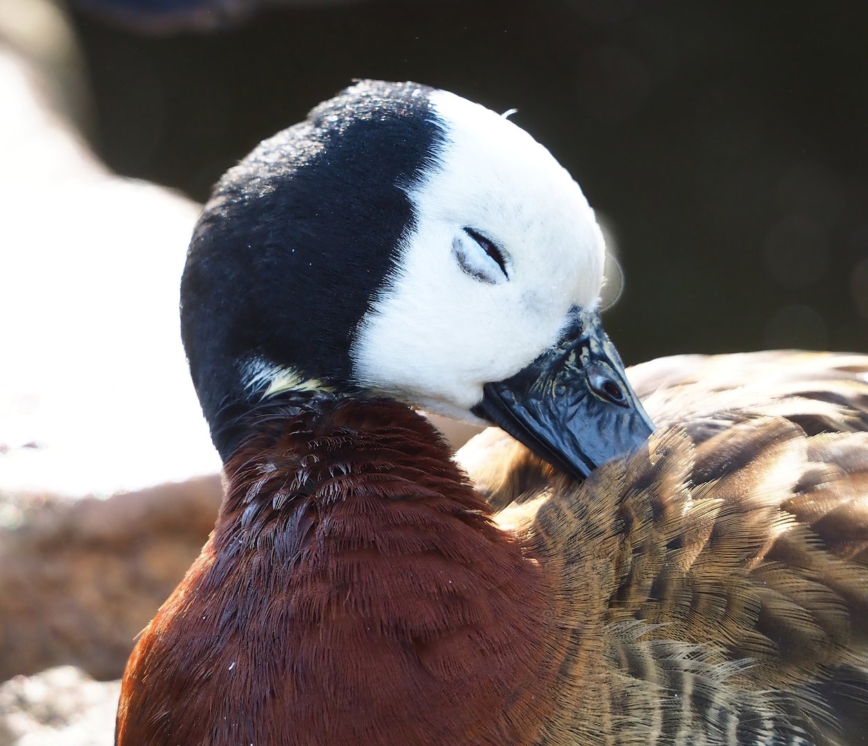 White-faced whistling duck (Dendrocygna viduata), 2022-10-29