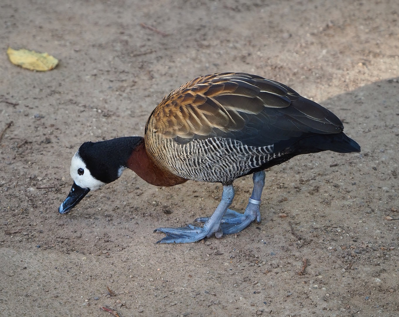 White-faced whistling duck (Dendrocygna viduata), 2022-11-12