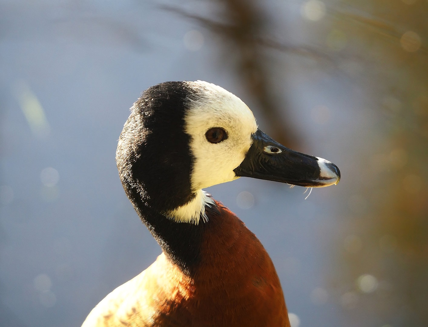 White-faced whistling duck (Dendrocygna viduata), 2022-11-12