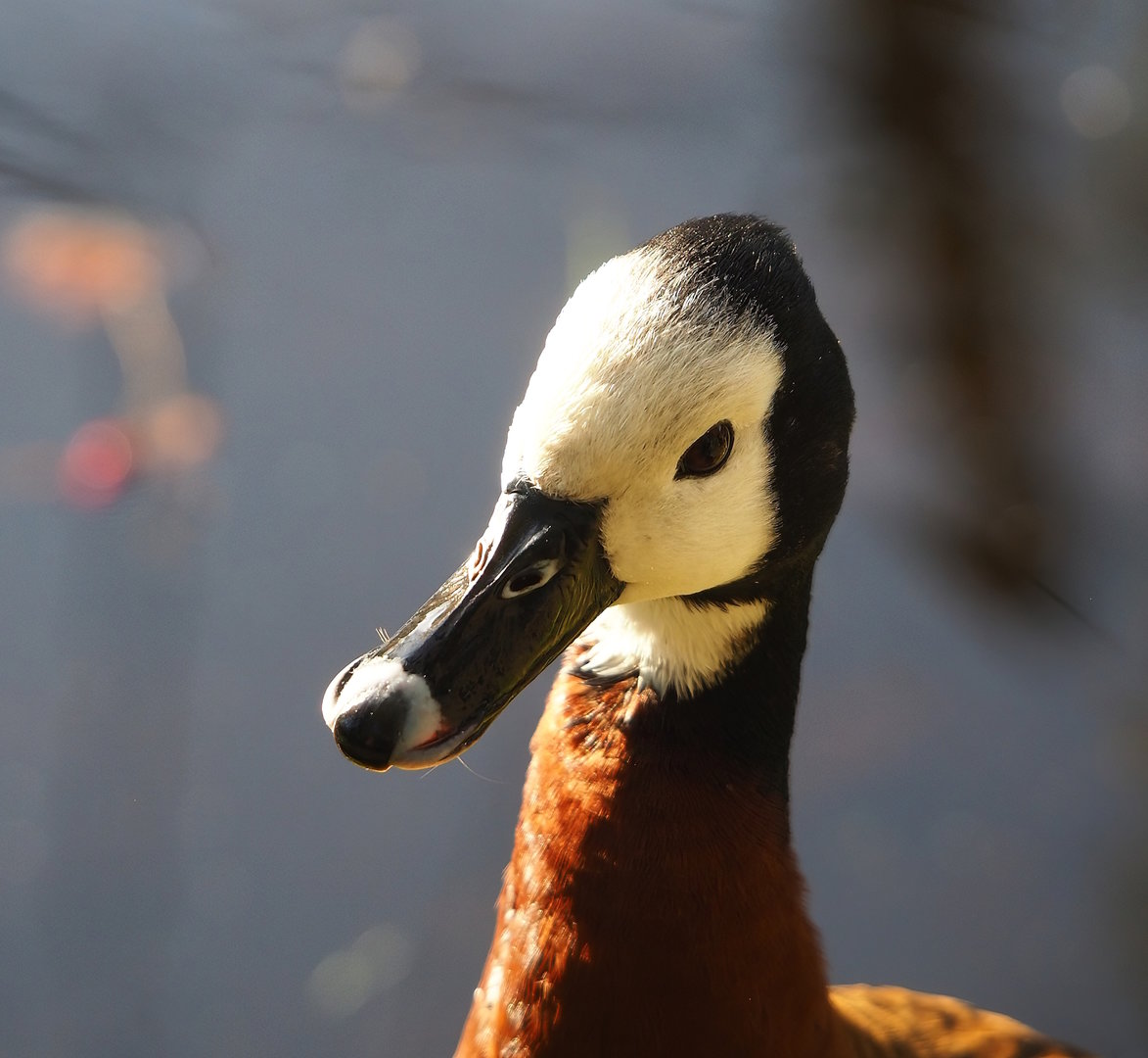 White-faced whistling duck (Dendrocygna viduata), 2022-11-12