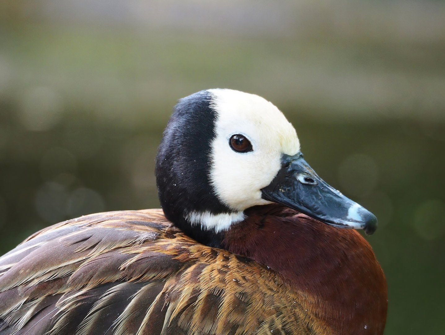 White-faced whistling duck (Dendrocygna viduata), 2023-07-02