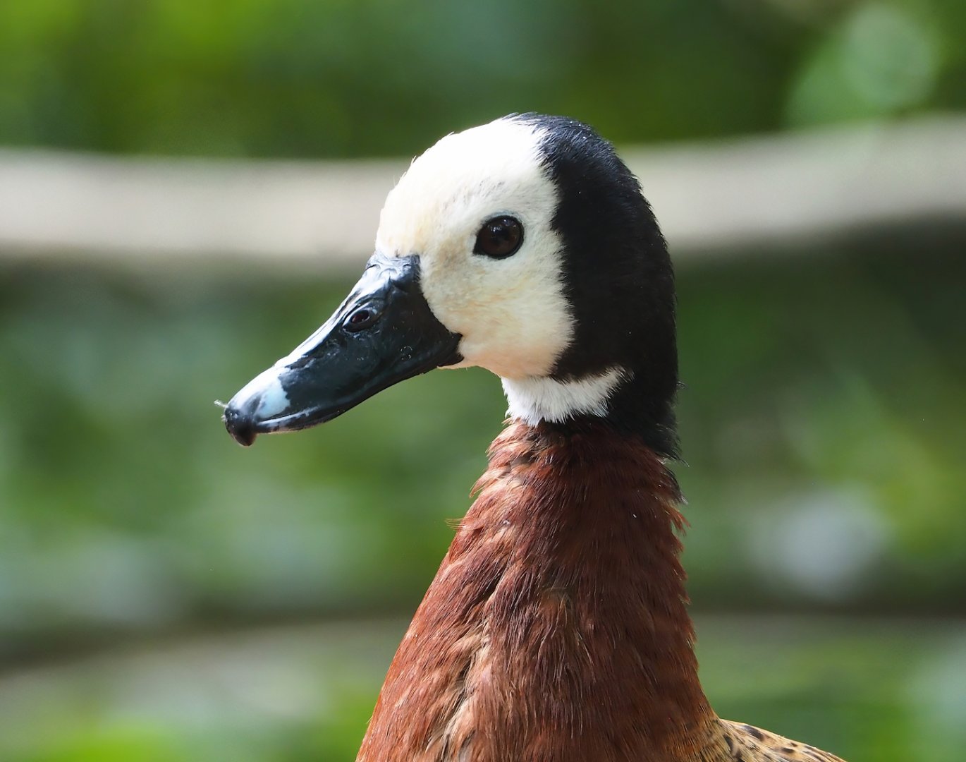 White-faced whistling duck (Dendrocygna viduata), 2023-07-02