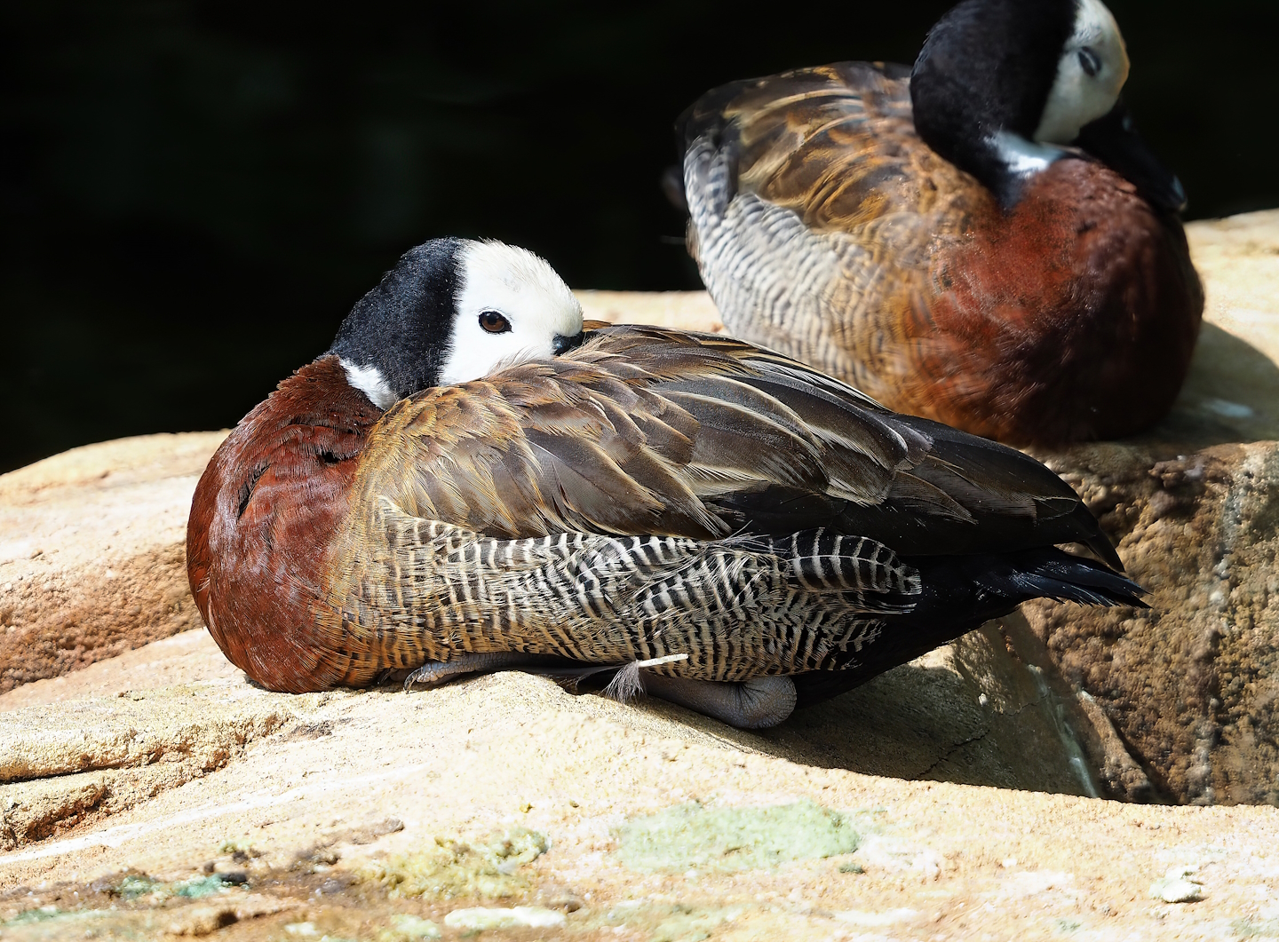 White-faced whistling duck (Dendrocygna viduata), 2023-07-22