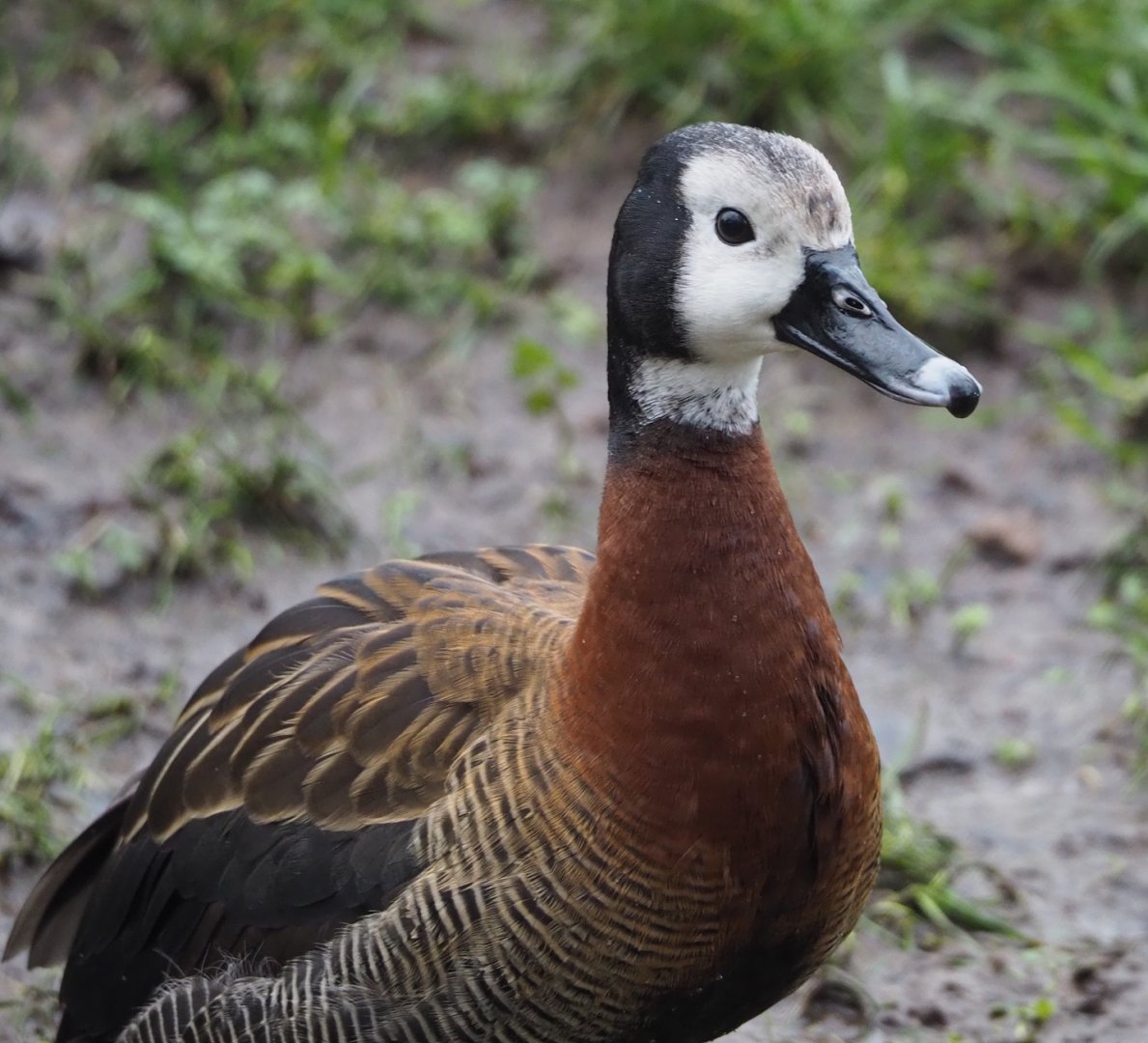 White-faced whistling duck (Dendrocygna viduata), 2024-01-01