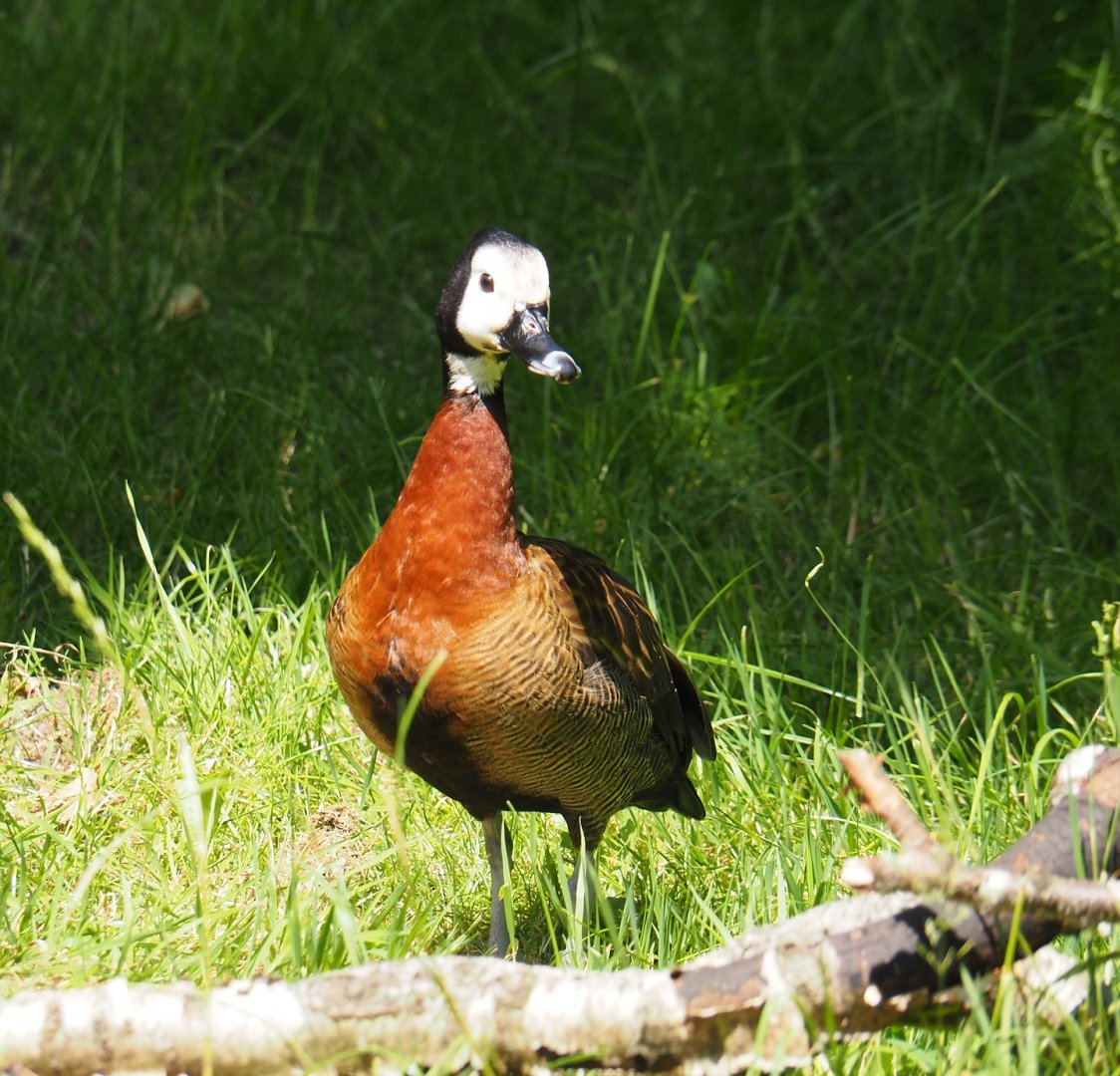 White-faced whistling duck (Dendrocygna viduata), 2024-06-30