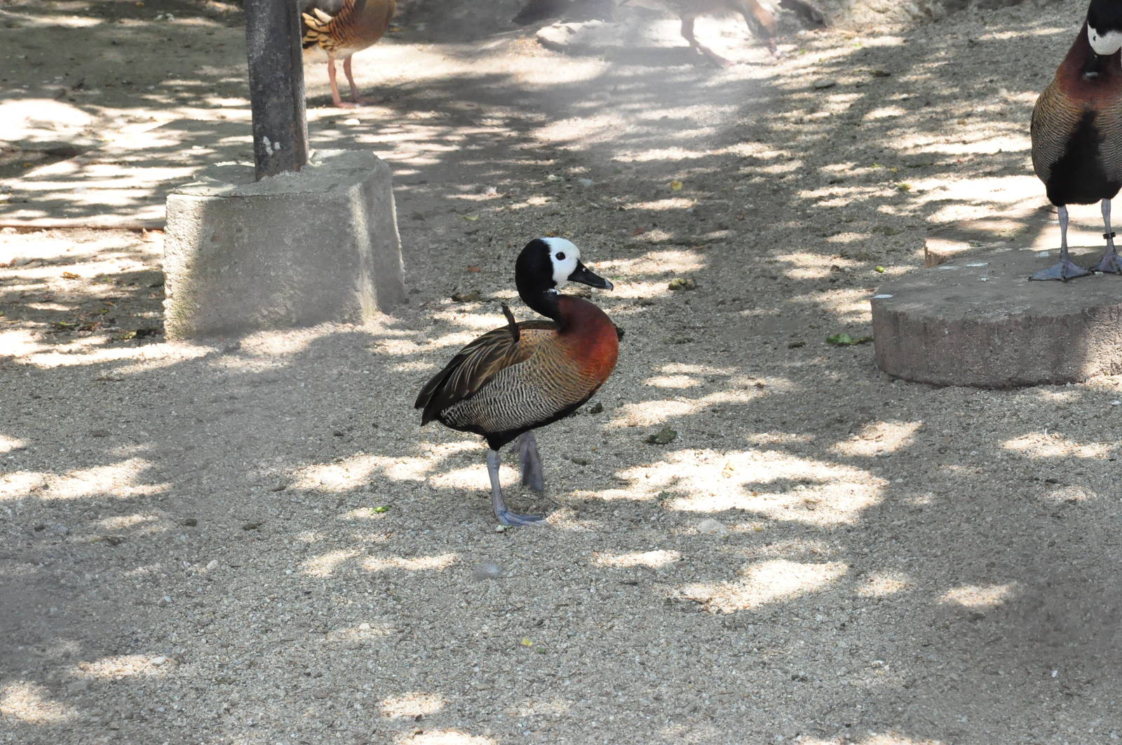 White-faced whistling duck/ Dendrocygna viduata