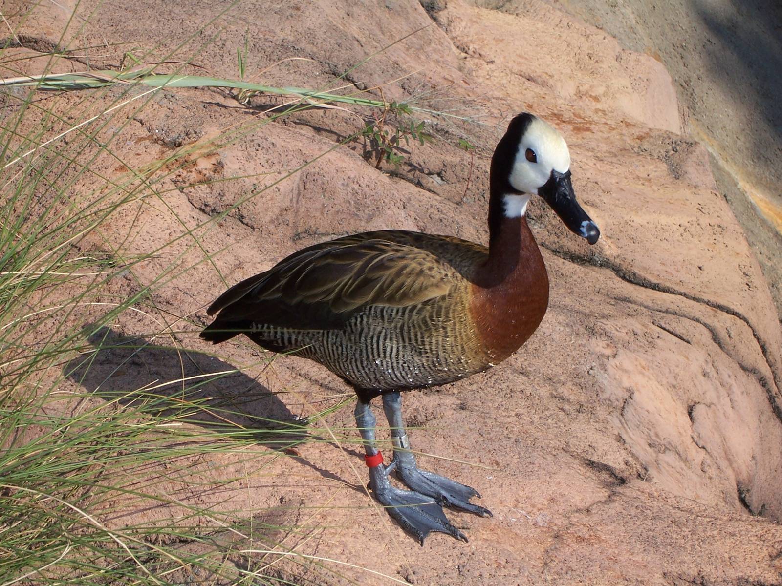 White-faced Whistling Duck (Dendrocygna viduata)