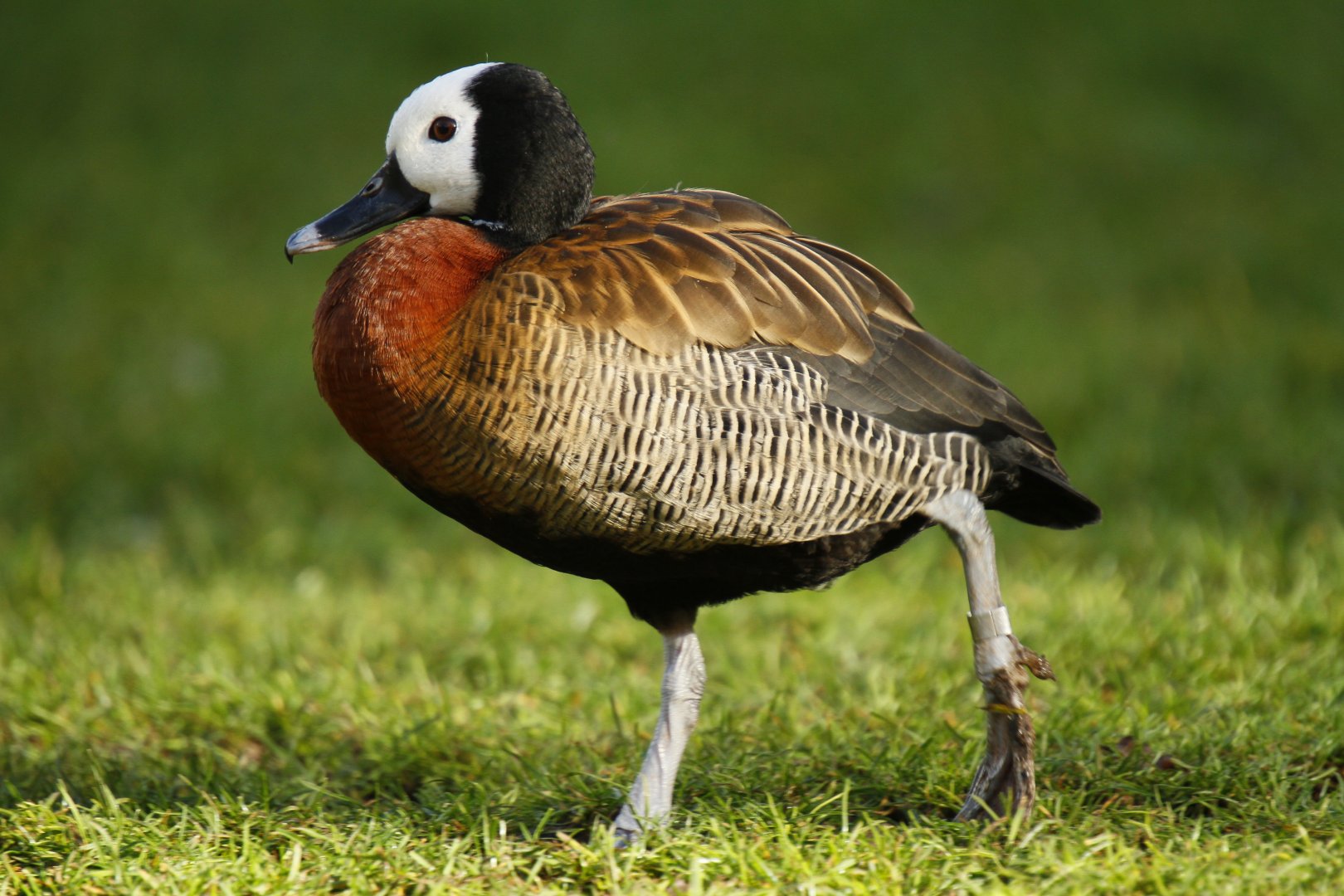White-faced whistling duck (Dendrocygna viduata)