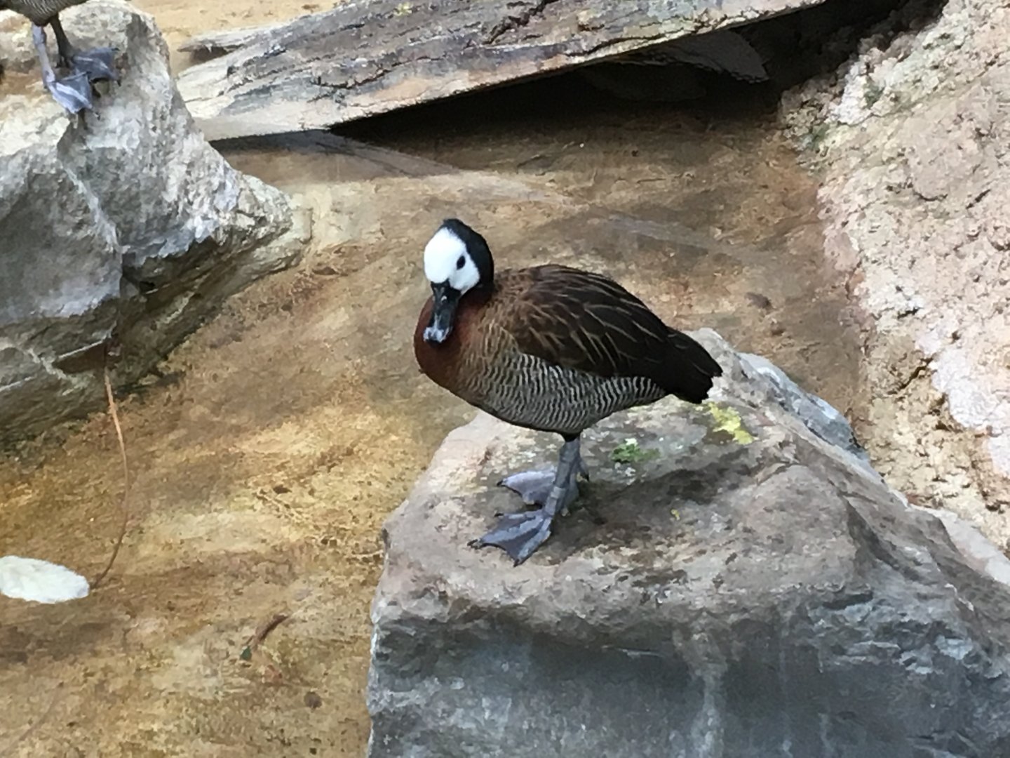 White-Faced Whistling Duck (Dendrocygna viduata)