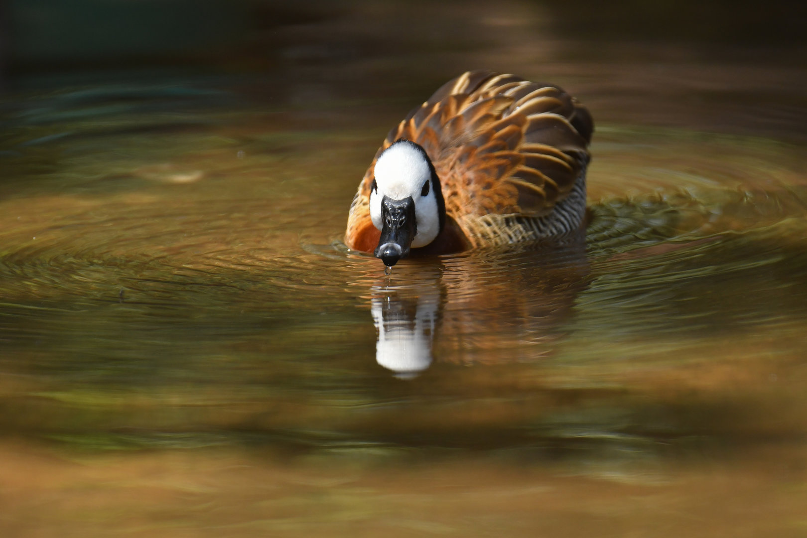 White-faced Whistling-Duck Dendrocygna viduata