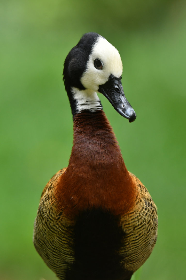 White-faced whistling duck (Dendrocygna viduata)