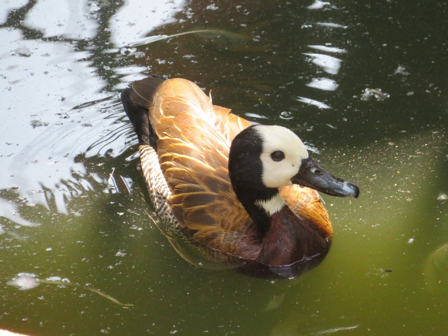 White-faced Whistling Duck (Dendrocygna viduata)