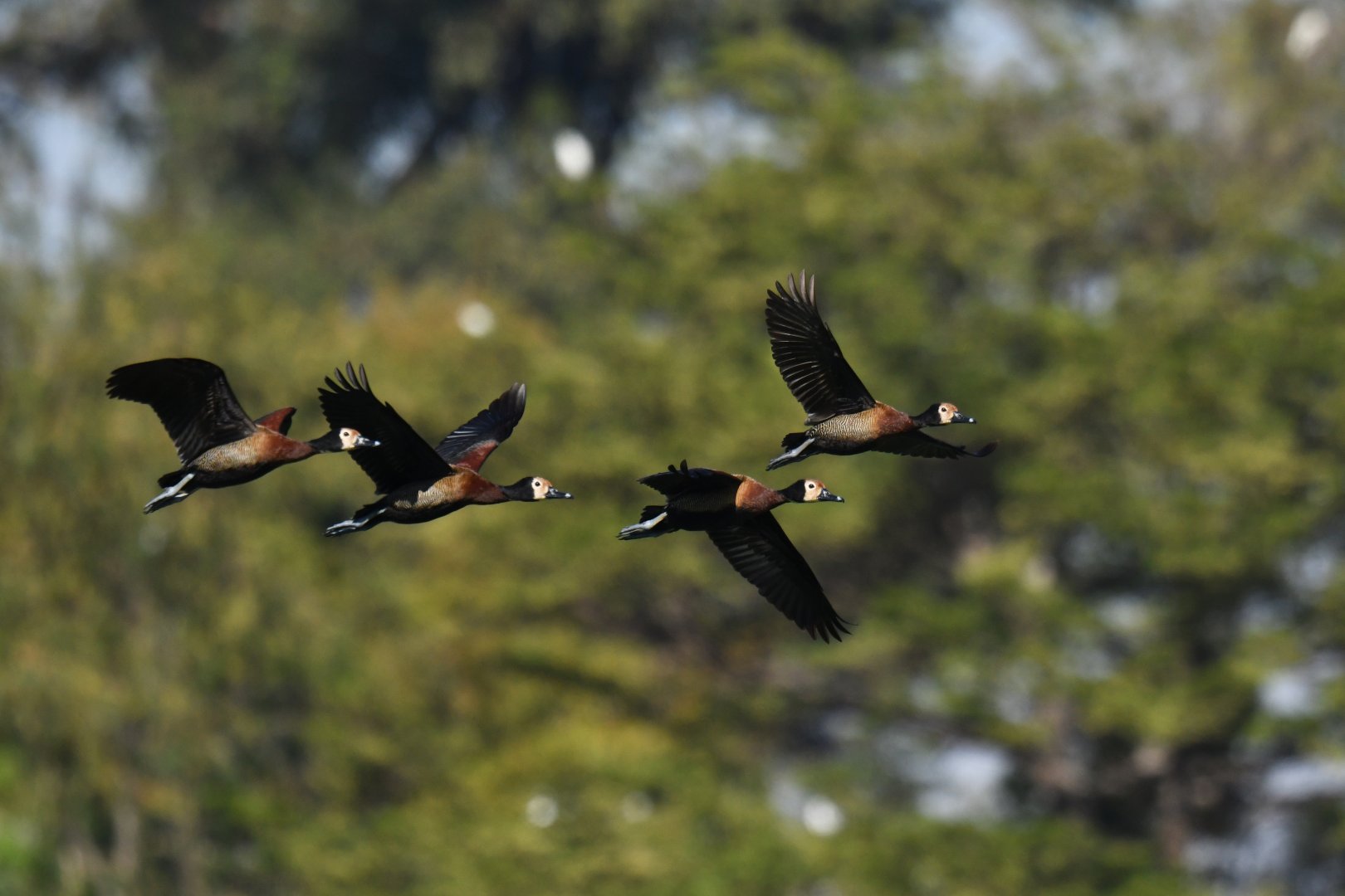 White-faced Whistling-Duck Dendrocygna viduata