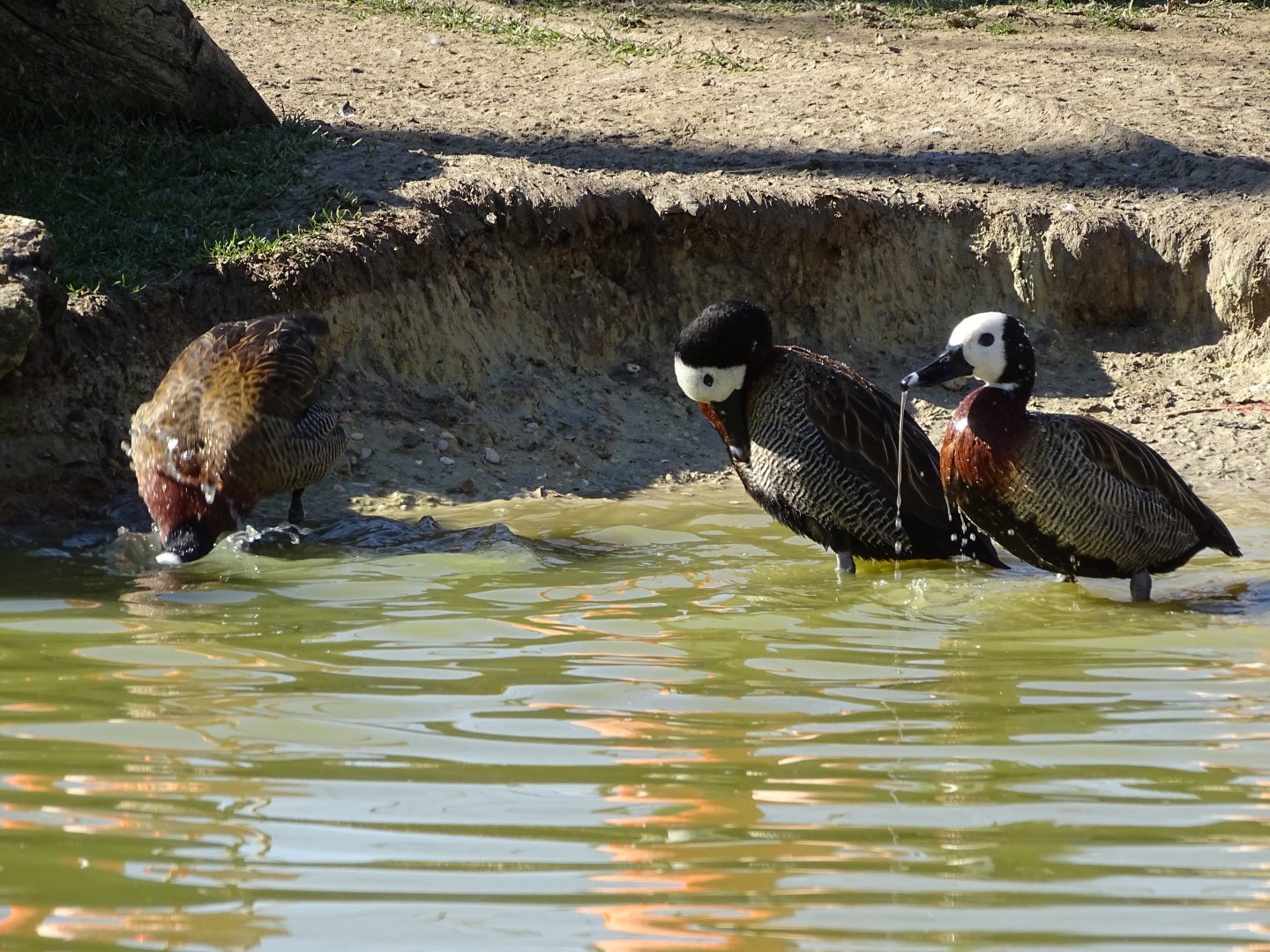 White-faced whistling duck (Dendrocygna viduata)