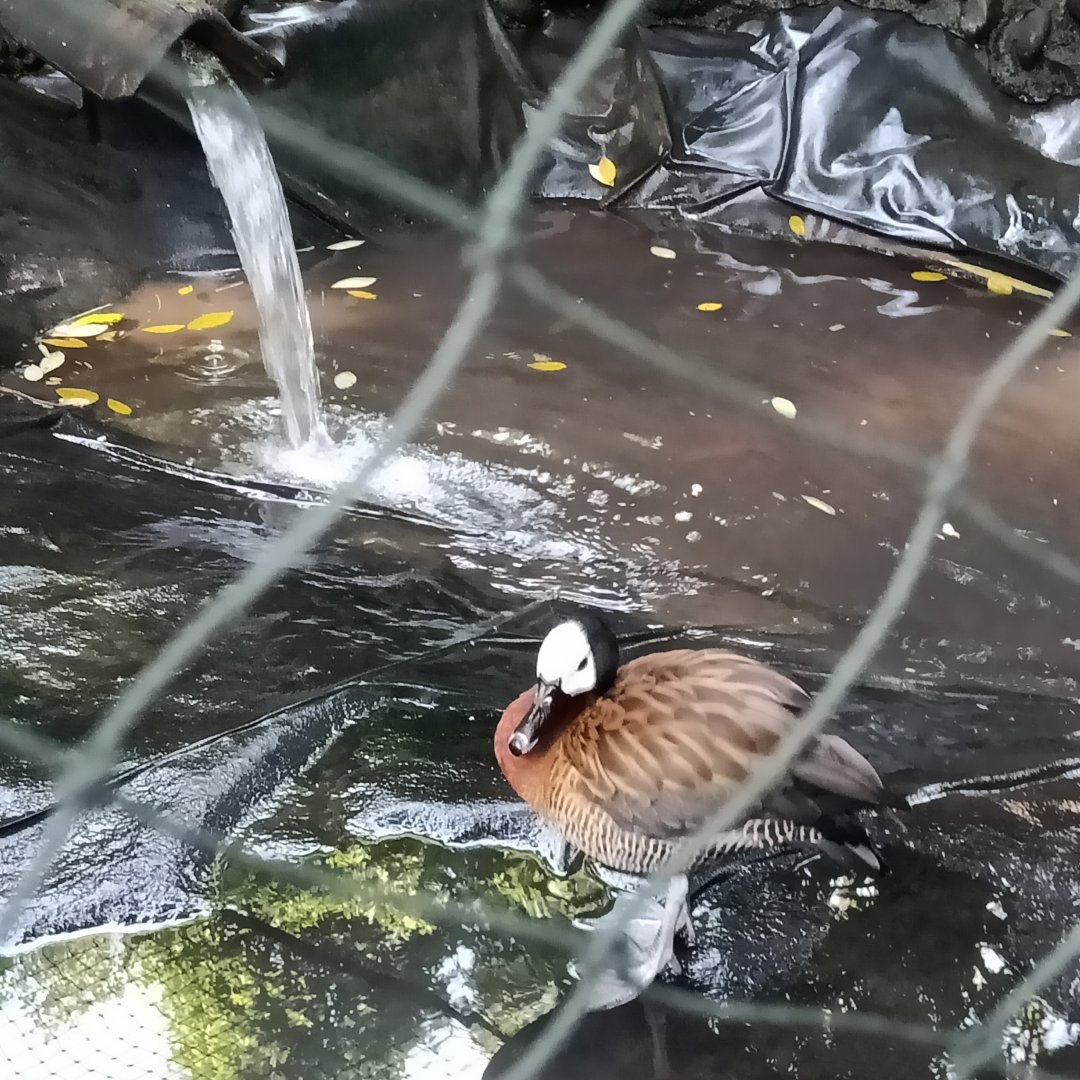 White-faced whistling duck (Dendrocygna viduata)