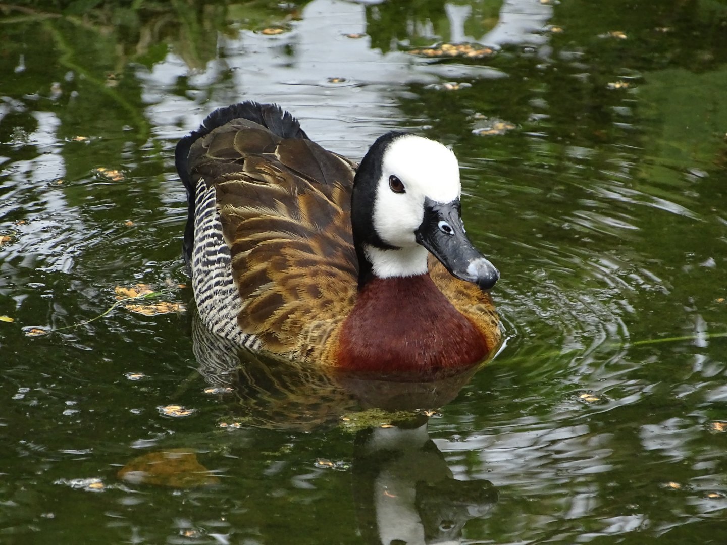 White-faced whistling duck (Dendrocygna viduata)