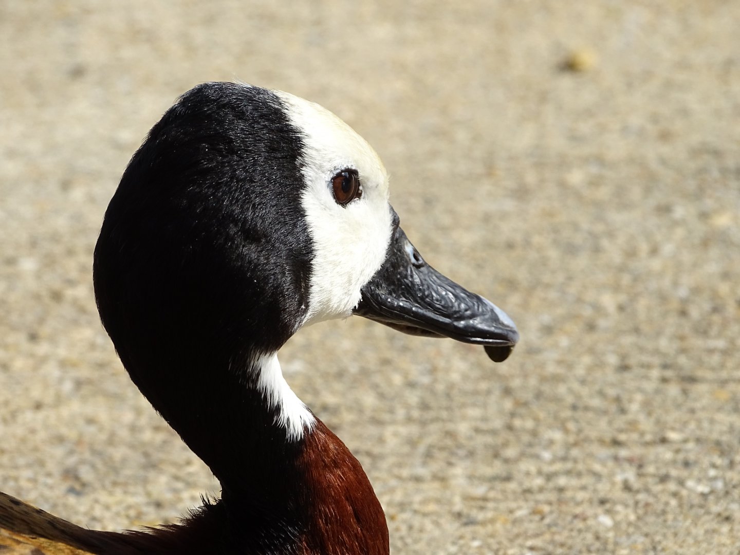 White-faced whistling duck (Dendrocygna viduata)
