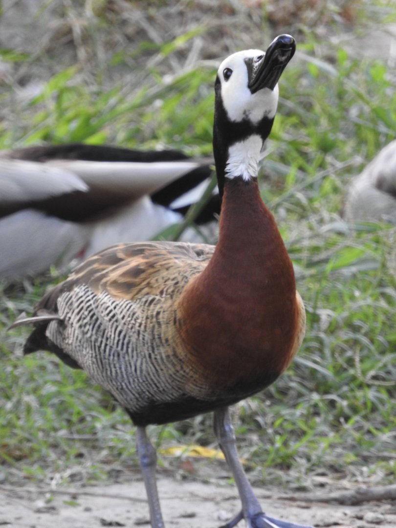 White-faced Whistling Duck drinking
