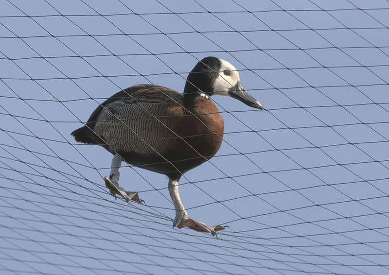 White-faced whistling duck escapee