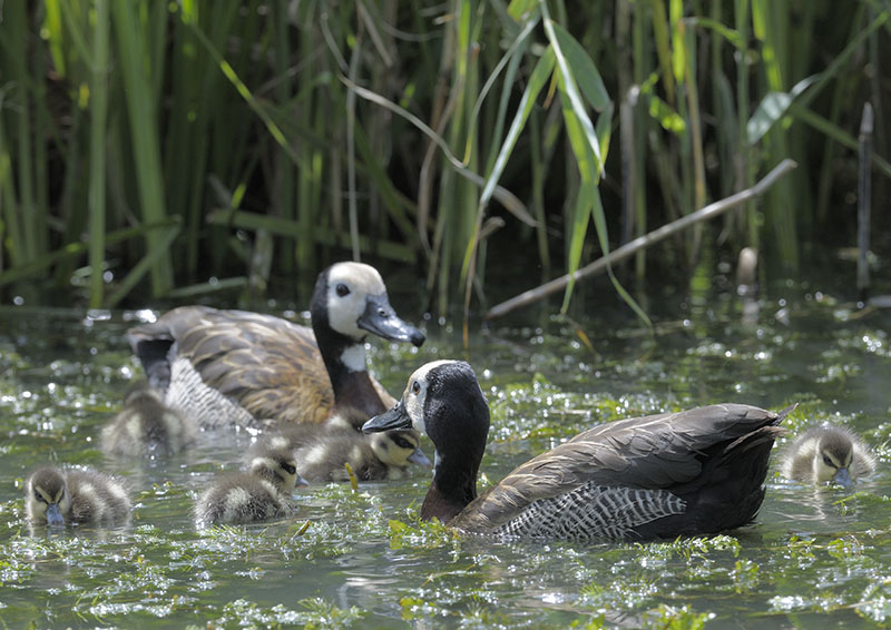 White faced whistling duck family