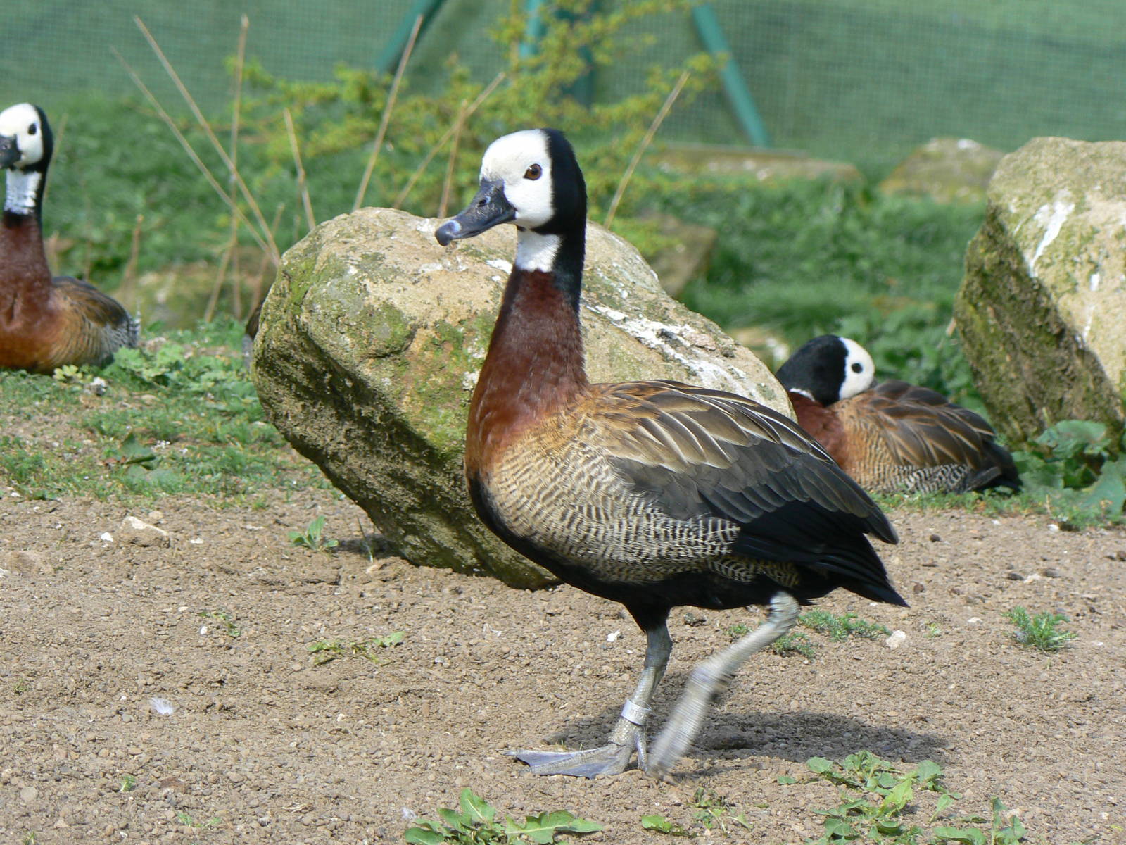White-faced Whistling Duck- Into Africa